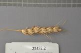 Click for 1 image(s) for this accession. Spike